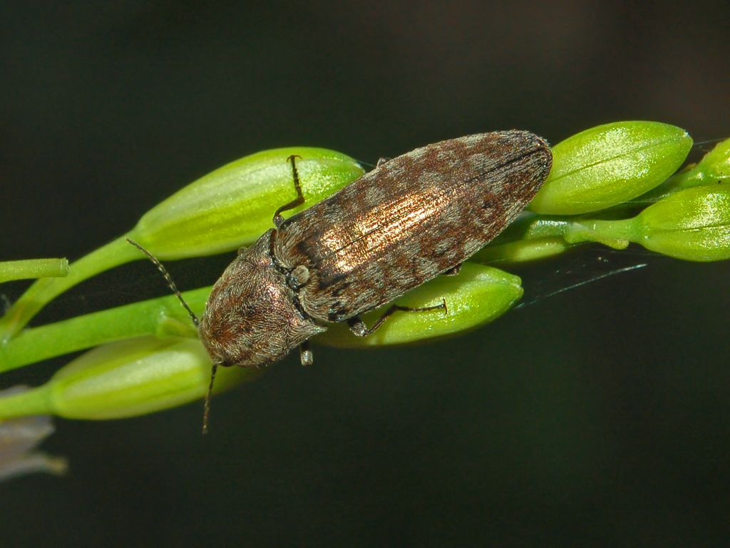 Un coleottero in attesa di nome: Actenicerus siaelandicus